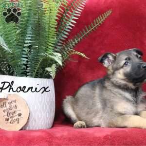 Phoenix, German Shepherd Puppy